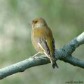 Carduelis chloris